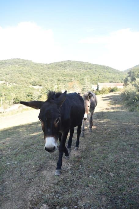 Gite A La Ferme Avec Jacuzzi Et Sauna Villefloure 외부 사진